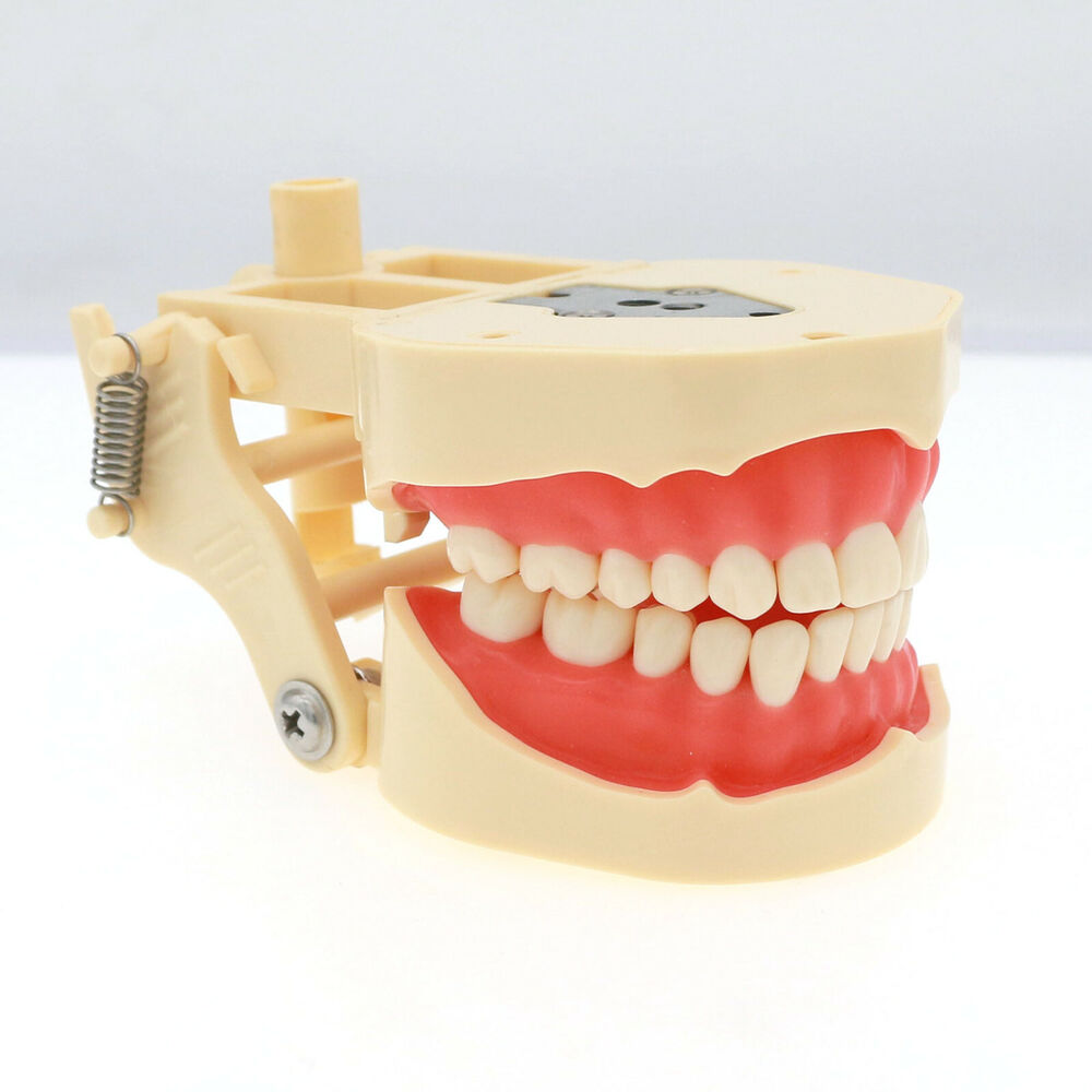 Frasaco ANA-4 치과 복원 타이포돈트 모델,  - Stethoscope 리뷰 및 가격